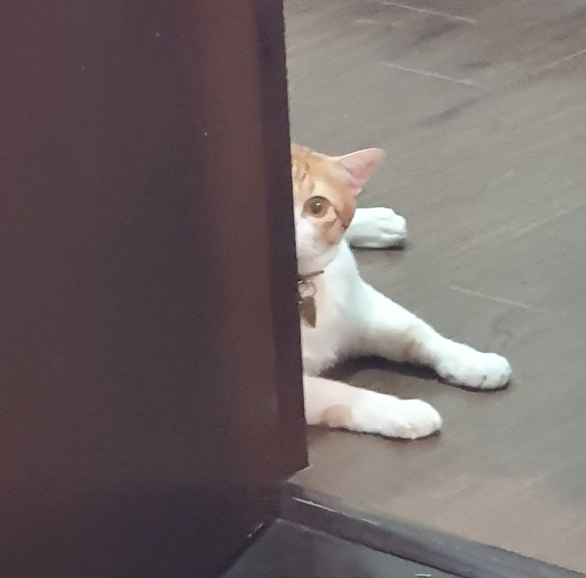 usuithecat's tweet photo. I think himb is plotting against me 😬😳😅

#puspin #rescuedkitten #catsofinstagram #neko  #usui_chan #usuithecat #kitten #cats #catsoftwitter #tiktokpets #catsoftiktok https://t.co/bzd53BNMyz