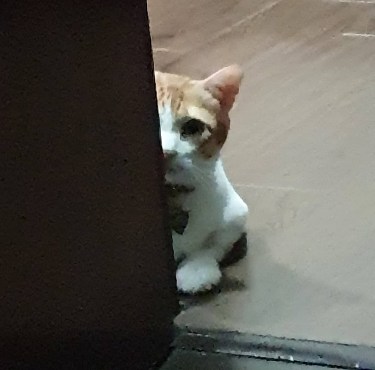 I think himb is plotting against me 😬😳😅

#puspin #rescuedkitten #catsofinstagram #neko  #usui_chan #usuithecat #kitten #cats #catsoftwitter #tiktokpets #catsoftiktok