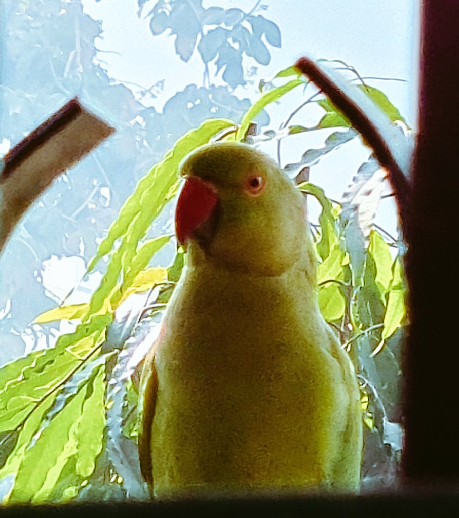 Talking bird! Rose ring parakeets #ParakeetsOfIndia on #WorldParrotDay  #IndiAves #ThePhotoHour #WorldsofWilds #TwitterNatureCommunity #BBCWildlifePOTD #birdwatching #BirdsSeenIn2021 #birds #birdphotography #Luv4Wilds