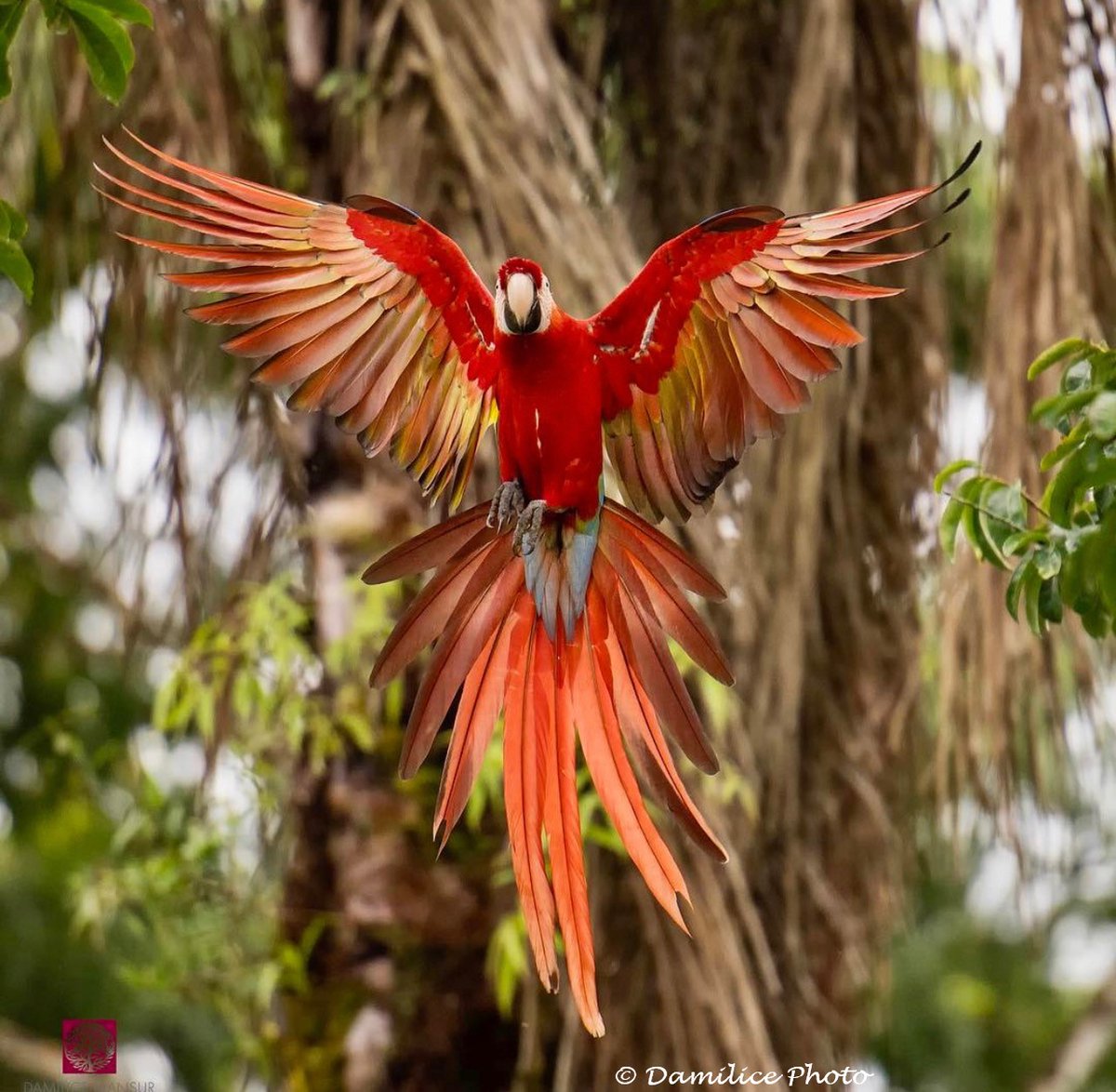For #WorldParrotDay here's a close-up of the endangered scarlet macaw in Costa Rica in flight. 
*Click to view Full Image* @ThePhotoHour #NaturePhotography #birdphotography #wildlifephotography #TwitterNatureCommunity #CostaRica