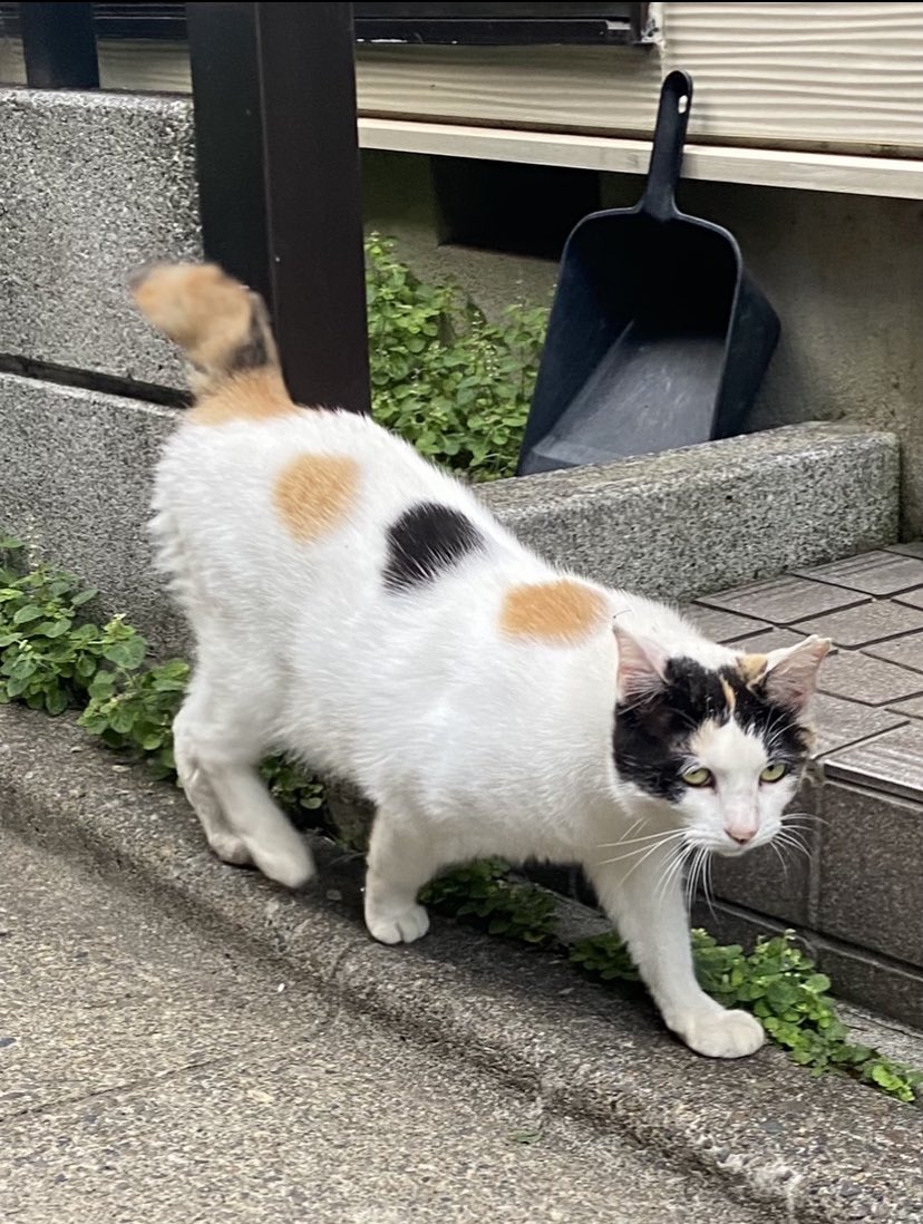 kitazawa_cat tweet picture