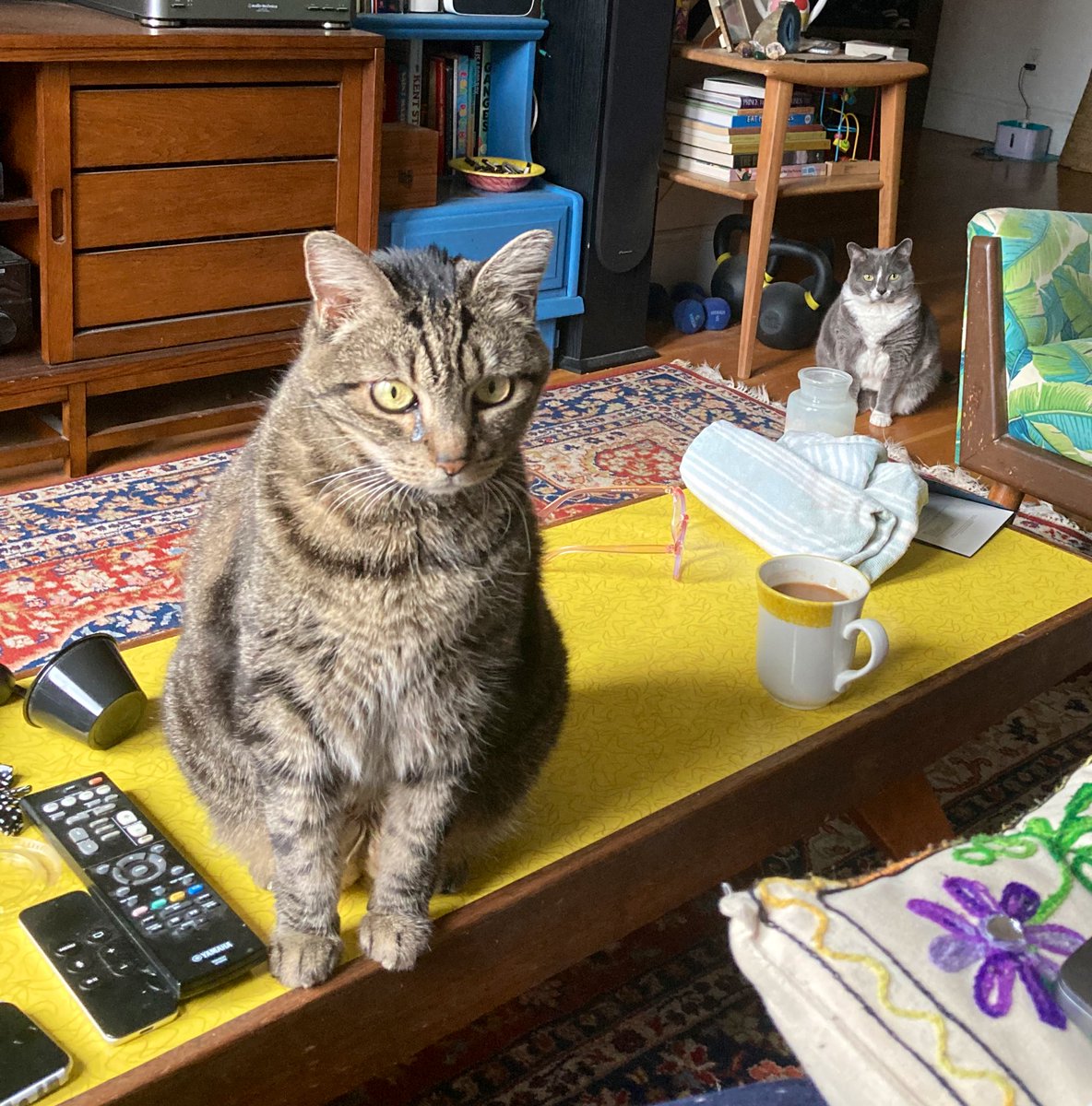 both my cats staring at me like a couple of psychos