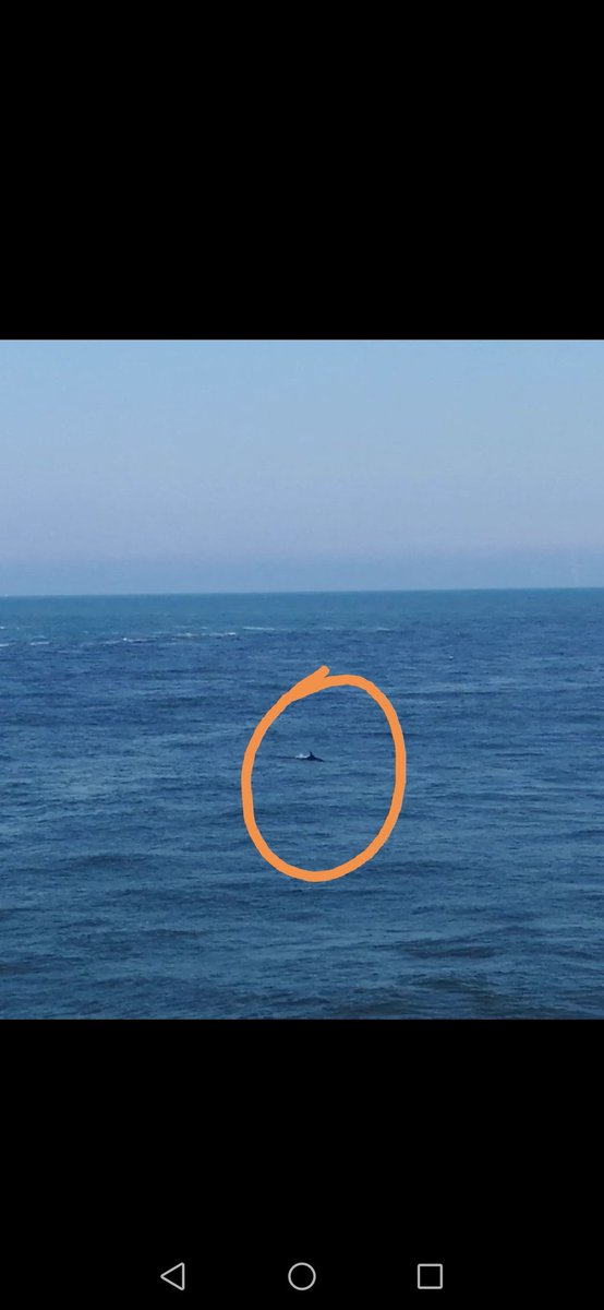 dclarksonwriter's tweet photo. Spotted a dolphin today (loads actually, but difficult to photograph). Seals are common up this way, but these are definitely new to me. https://t.co/SylDoLDTN1