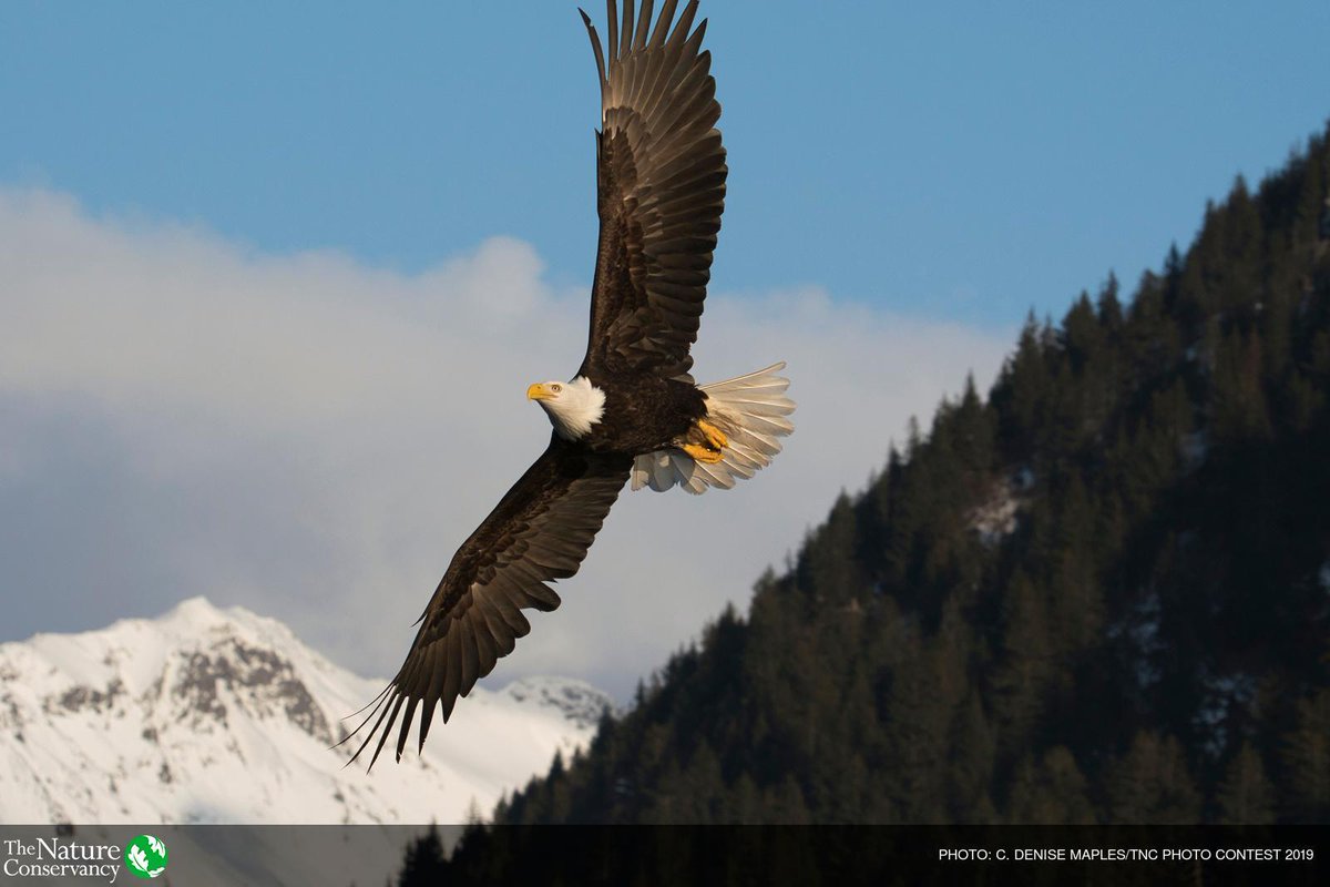 Home of the free because of the brave. Thank you to those who have given their lives to service and to the families who supported them. 

[Image: Bald eagle by C. Denise Maples.]