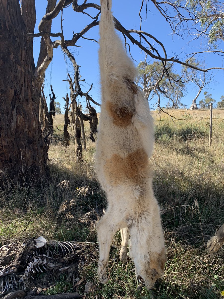 Dr Kylie Cairns tweet media