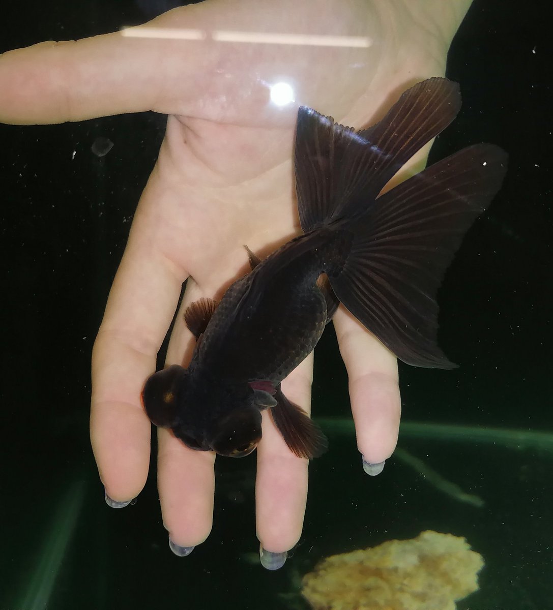 Sam's Aquarium (aquarium_sam) Twitter