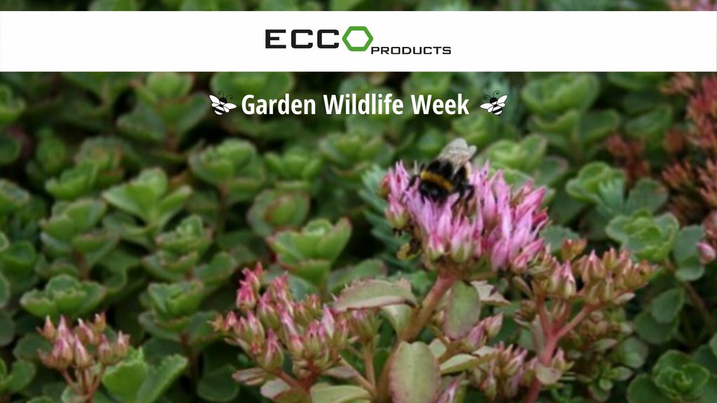 This week is Garden Wildlife Week! There are an estimated 24 million gardens in the UK, and the way they are cared for can make a huge difference to the natural world.
Visit the link below to understand how you can make your garden wildlife friendly!

buff.ly/2kXE4Xb