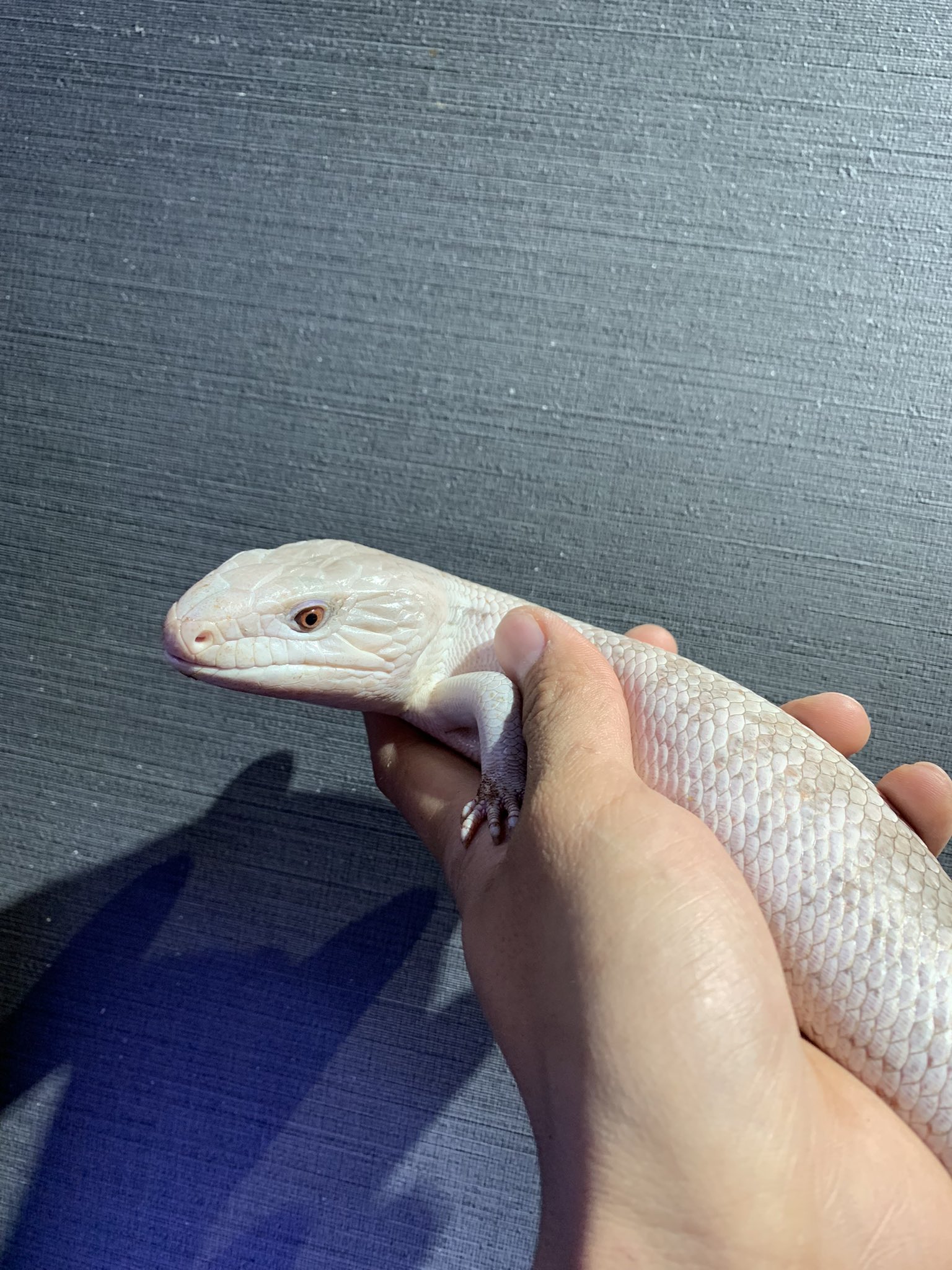 Growing 新着情報 アオジタトカゲ ホワイトノーザン アルビノhetホワイトノーザン ペア 最近入荷の多いレアなアオジタシリーズの中でも最高額の神々しいホワイトノーザン アルビノがペアでの入荷 他にも多数珍しいアオジタ在庫しておりますので