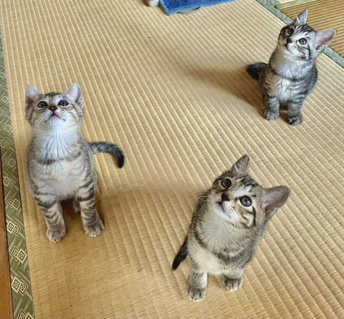 可愛いが爆発 下を見たら猫パラダイス おたくま経済新聞