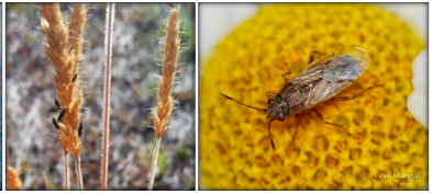 NORD_Biogeosci's tweet photo. 🐜🦟How do insects cope with changes in environmental factors? Join us Thurs 12 CET to hear @KrogNoer tell us about using molecular 'omics' to learn about thermal adaptation and plasticity of #ectotherm species 🐜🦟 sign up https://t.co/12VbQYATr7 https://t.co/LW7AOakmUA