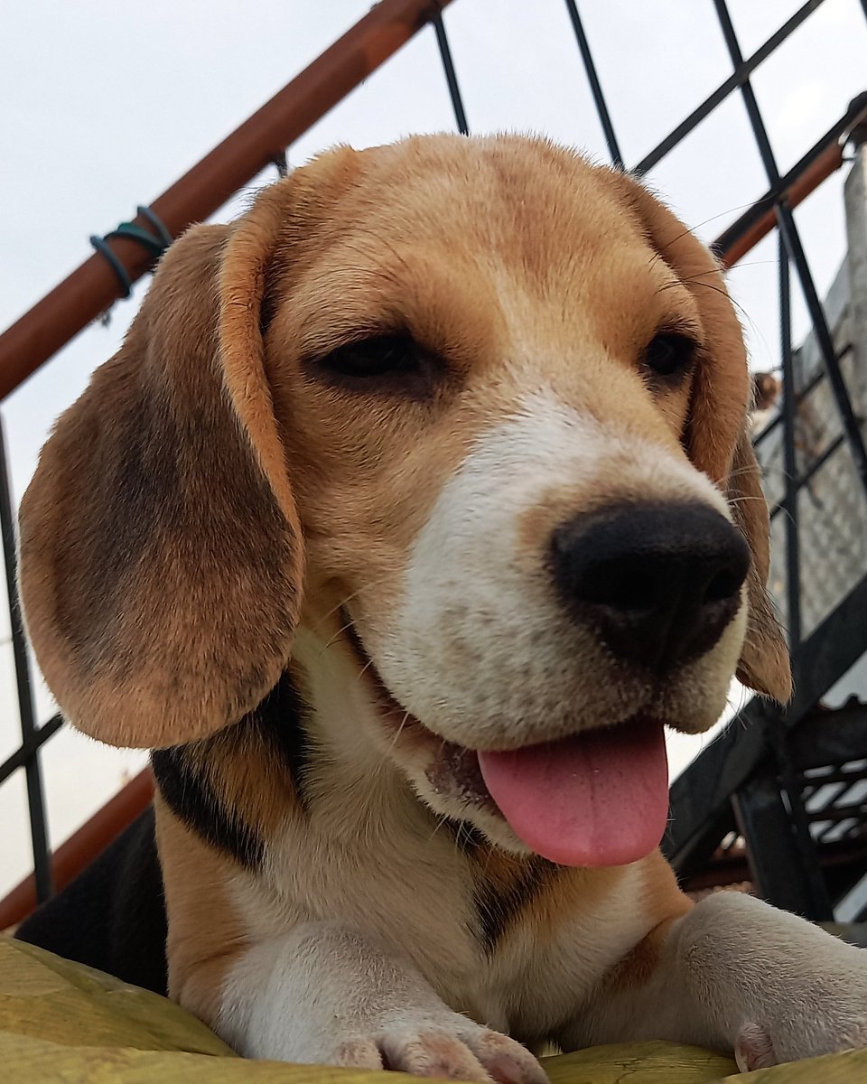 Tiffis_world's tweet photo. heya frnds .....
my name is #perri ...
who wants to do frndship with me ....??#friends #name #friendship #monday
#HomeAPet🏡🐕🦺 #tiffi #pawsitive #paw🐾 #paws 🐾🐾#dogs #cute😊📸 #dog🐕 #doglover💕 #doglife #dogoftheday🌐 #doglove #dogphotography📸📸📹 #dogslife #love #adorable # https://t.co/ioBhb6IY6X