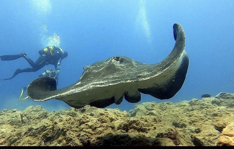 Vaya color esta cogiendo el #buceo en #Tenerife :-) #Verano2021