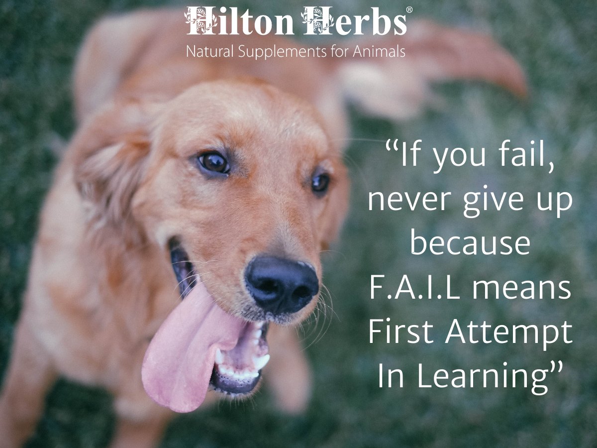 Monday Motivation 💛

#hiltonherbs #hiltonherbsuk #mondaymotivation