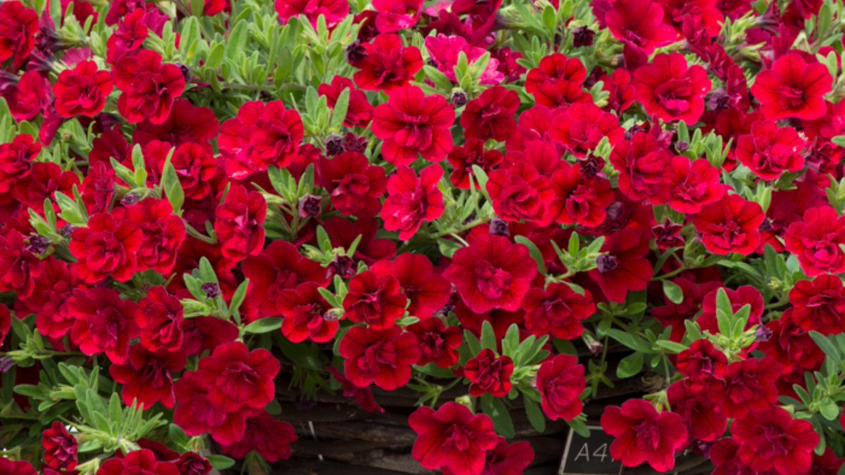 For a trailing display like no other, choose these Calibrachoa Can-Can Double Red Plants. The unique and highly colourful double-flowering blooms make this one showy plant for hanging baskets and container displays this summer.