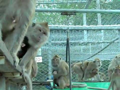 Long-tailed macaques in breeding farm, Mauritius; credit: Cruelty Free International