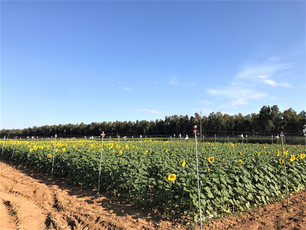 AegOrg's tweet photo. Esta semana entra en floración el ensayo de respuesta al abonado con Boro en CICYTEX, observándose un óptimo estado del cultivo. Colaboran @CICYTEX y @YaraIberian y coordina a nivel nacional @Aegorg. https://t.co/vLC4dhdt9K