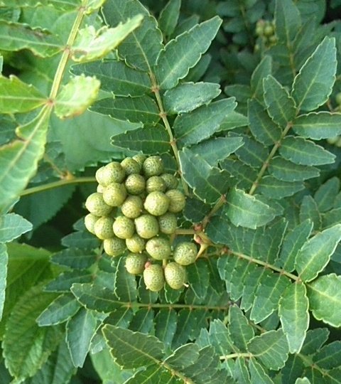 季節の物 Twitter Search Twitter 季節の物 Twitter Search Twitter