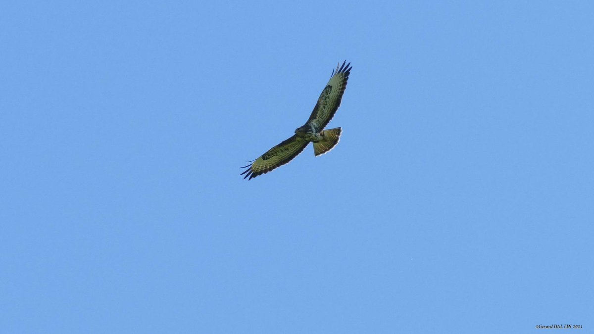 GERARD3873's tweet photo. Vol du rapace
#BuseVariable https://t.co/oiD0t6piUs