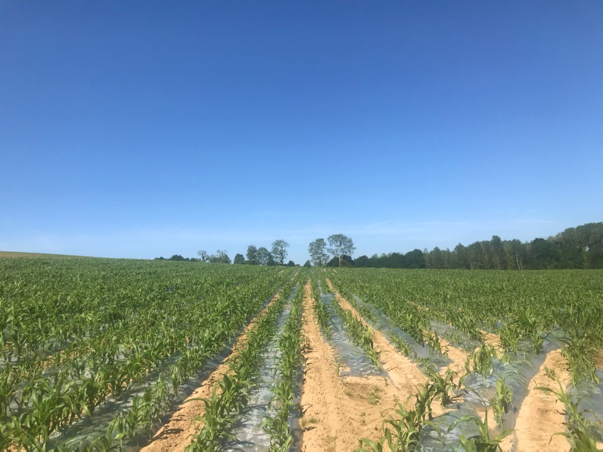 Le Maïs SAMCO pousse sous ce beau ciel bleu 🌱☀️
#agriculture #Bretagne #cereales #Champs #SAMCO