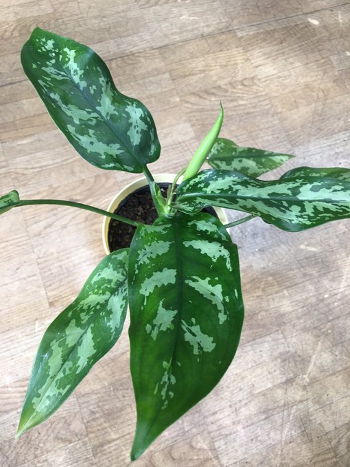 アグラオネマのtwitterイラスト検索結果