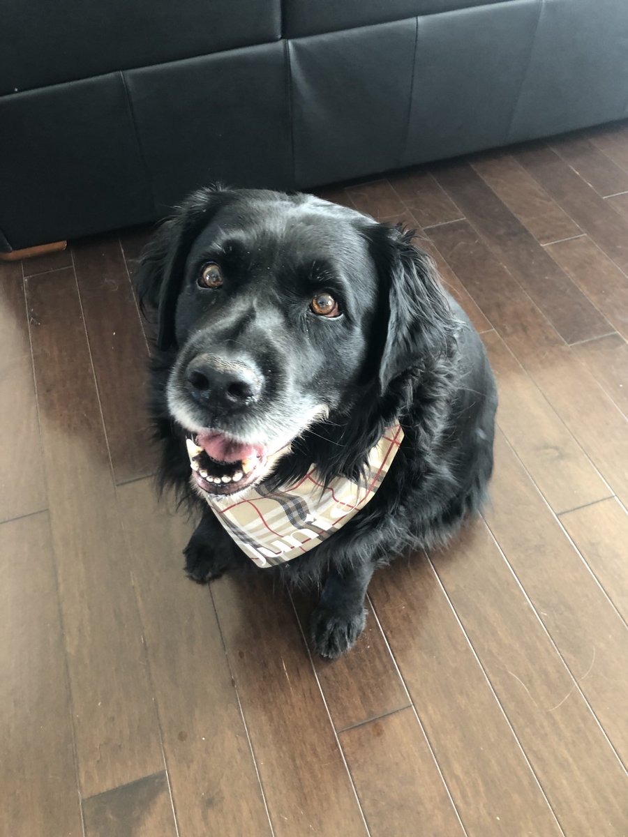 Sad day today as we prepare to say goodbye to Junie Bloom. She is such a sweet and gentle soul. From the moment she jumped into the backseat at the Gander and Area SPCA on March 2, 2019, she captured our hearts. Made even harder as it has only been two months since Buddy passed.