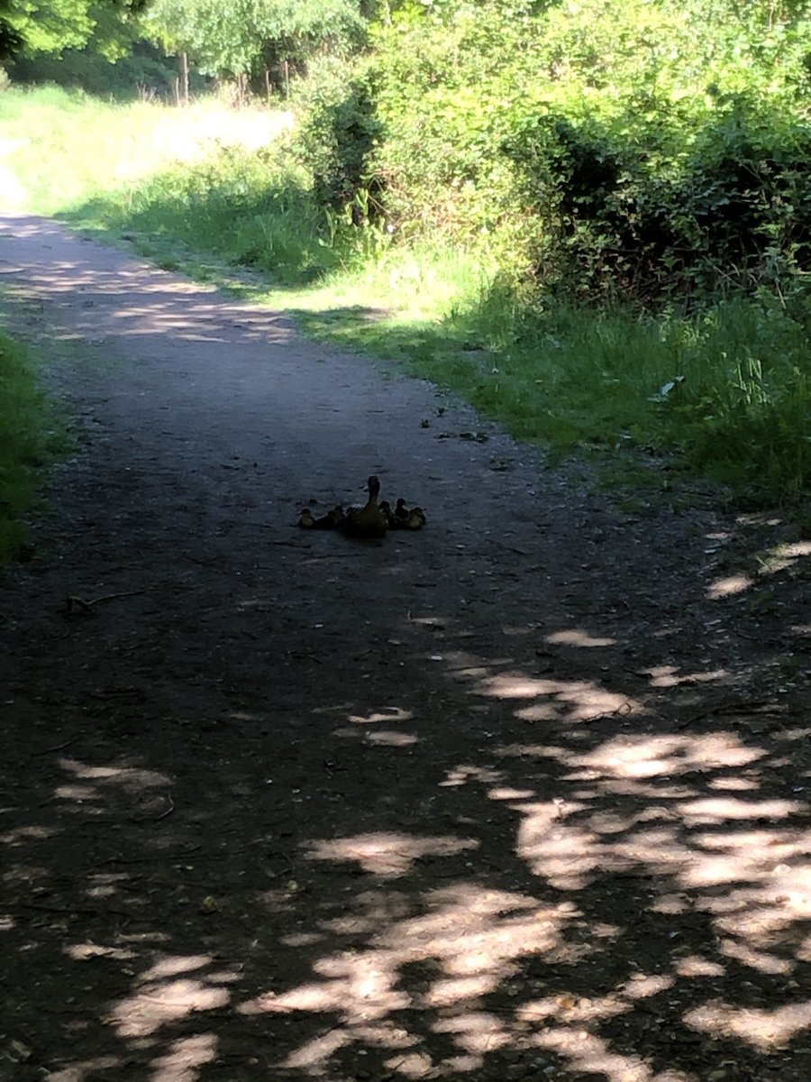 AAsaanderson's tweet photo. Mother protecting her young slowed down my pace but oh how beautiful #QualityFit #gettingstepsin https://t.co/R2NIYr14Cc