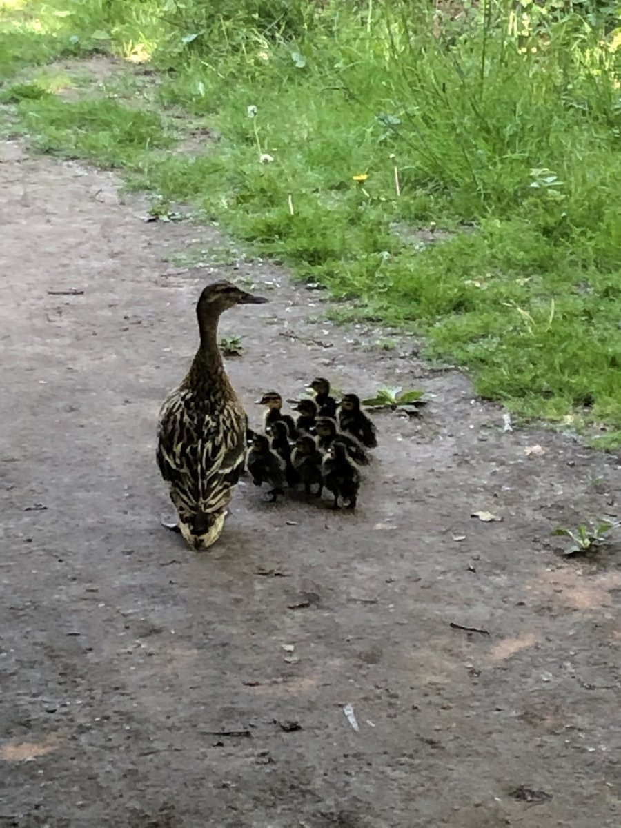 AAsaanderson's tweet photo. Mother protecting her young slowed down my pace but oh how beautiful #QualityFit #gettingstepsin https://t.co/R2NIYr14Cc
