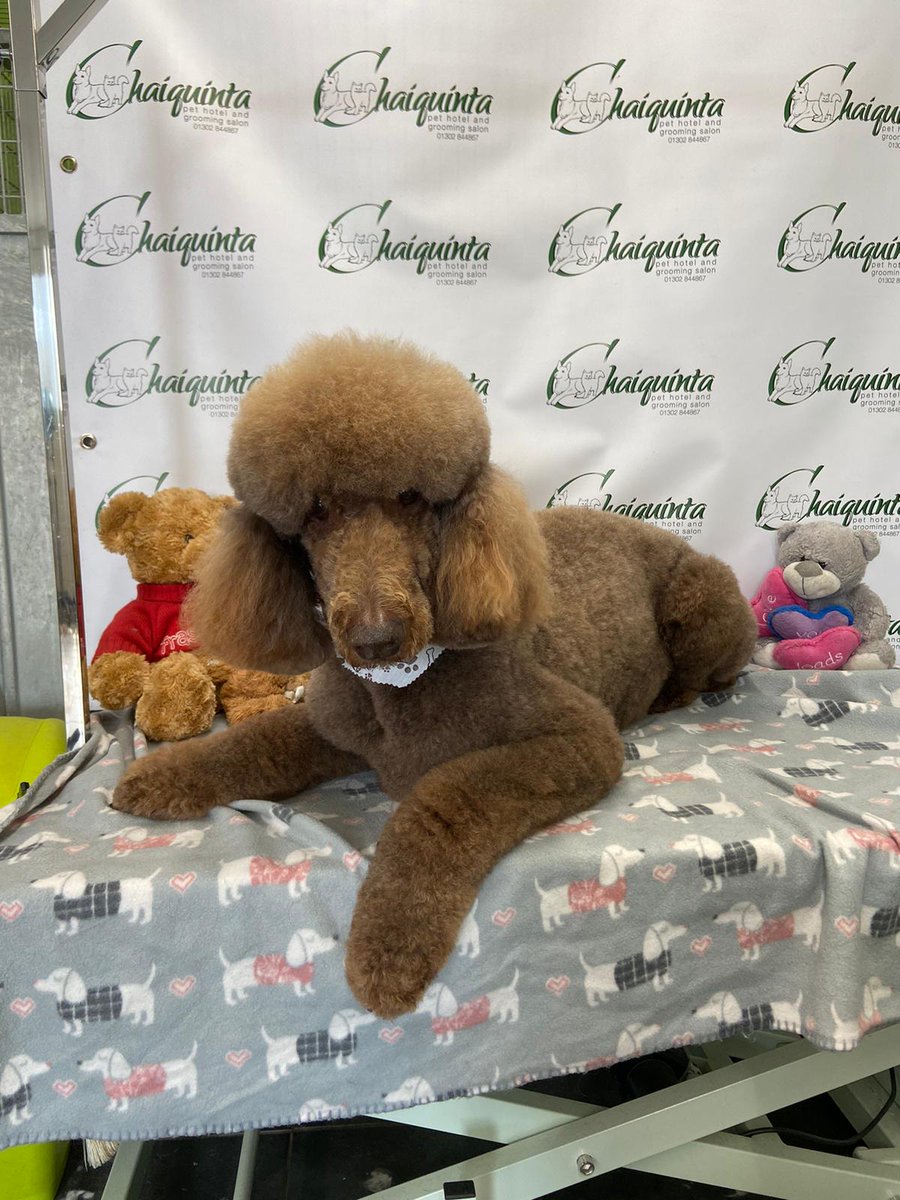 ChaiquintaPets's tweet photo. https://t.co/J2XUNy5jzM