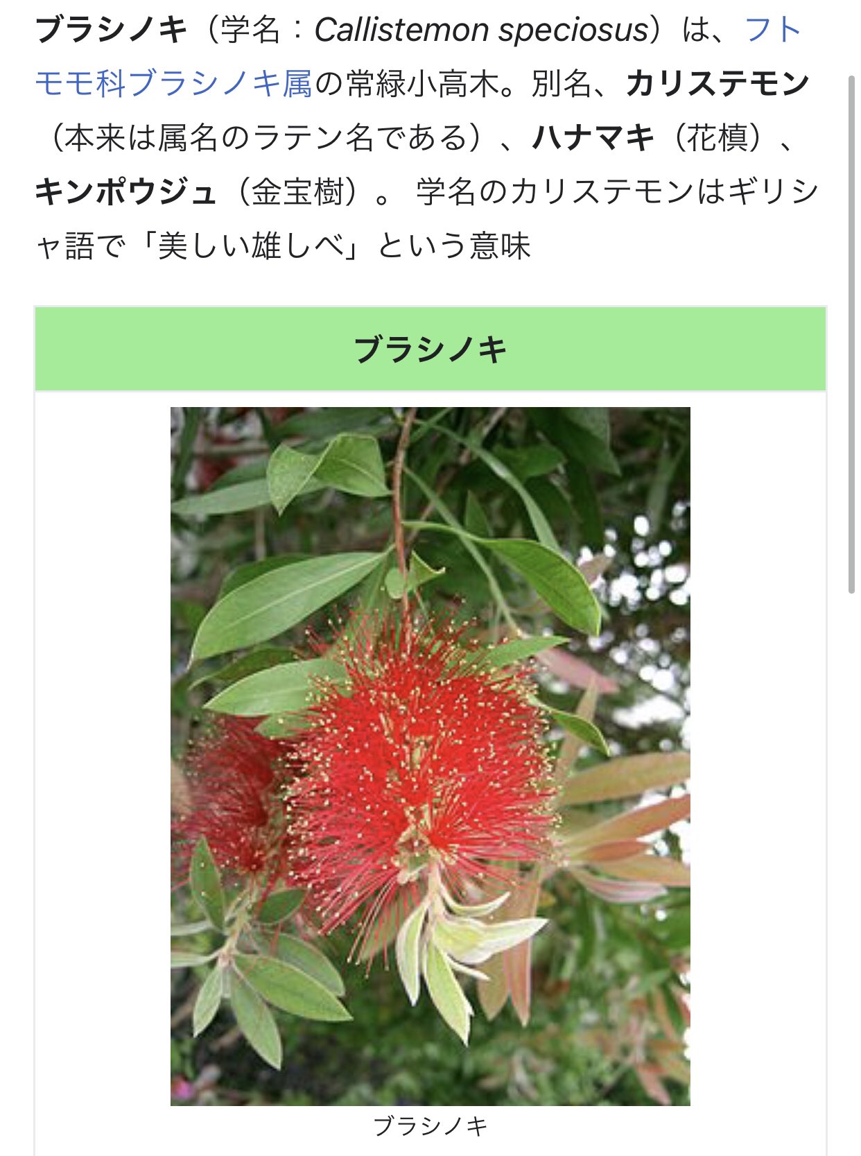 Akari あと 以前公園に こんな植物がありまして パイナップル みたいな形 タワシみたいに 表現悪い 赤い花が広がっています 調べてみたら オーストラリア原産の ブラシノキ とのこと まんまのネーミングでした 謎の木 ハナマキ