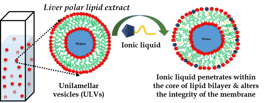 SoftMatter_SNU's tweet photo. Interested about interaction of #ionicliquid with #modelmembrane ? Check out our recent publication in BBA-Biomembranes discussing the effect of chain lengths of imidazolium-based ionic liquids on liver lipids.
https://t.co/nyYZHMEicd https://t.co/53cgMiNxL3