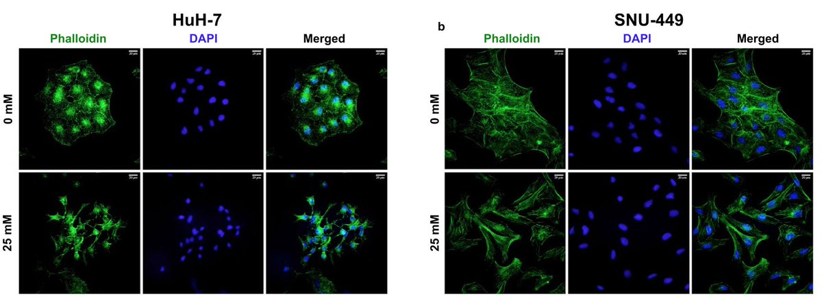 Hande Topel tweet media