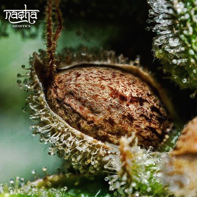 nashagenetics's tweet photo. Trust the process #nashagenetics #CannabisCommunity https://t.co/by7us2kA67