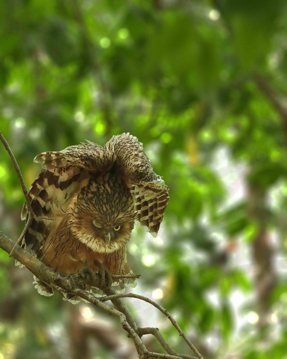 attempting_arts's tweet photo. Brown fish owl.
Shot on #Canon 

#earthcapture #bbcearth #capturedoncanon #natgeoindia 
@BBCEarth @Canon @NatGeoIndia https://t.co/lqKXYuAsC8