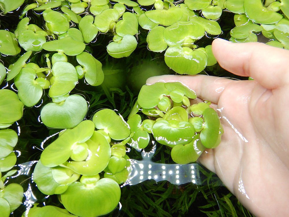 水草 植物 チャーム公式 商品紹介 水草 ミニホテイ草 通常より小さめに仕上げたホテイ草で 小型水槽にもおすすめです 光量が強いとどんどん大きくなります T Co Hokdn5qbvq 水草 植物 チャーム公式 商品紹介 水草 ミニホテイ草 通常より小さめに仕上げたホテイ草で 小型水槽にもおすすめです 光量が強いとどんどん大きくなります T Co Hokdn5qbvq