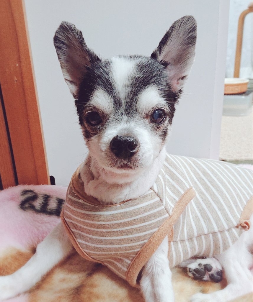 ぷに こんばんは 夏なので丸刈りにされた犬です