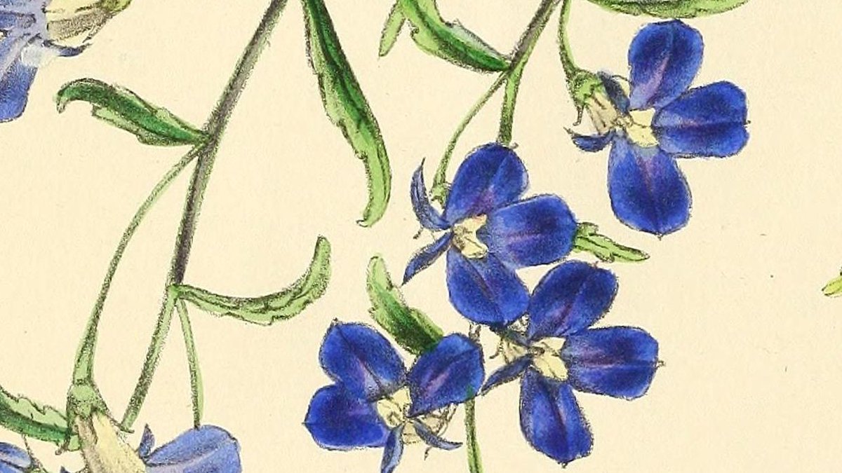 Plants400's tweet photo. Plant 393: For many gardeners, the first image of Lobelia is a mass of royal blue flowers on the scrambling, summer bedding plant Lobelia erinus. https://t.co/G5779bUR45 https://t.co/lhyUJmxQEh