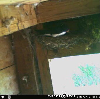 _Duncan_Thomas's tweet photo. Swallow Cam set up in rehearsal for Kestrel Cam. Massive thanks to @PegFluff and @FoxholesCountry for the advice/service @SpypointCamera #swallow #kestrel #bascbirdbox https://t.co/AQUdQy2kcE
