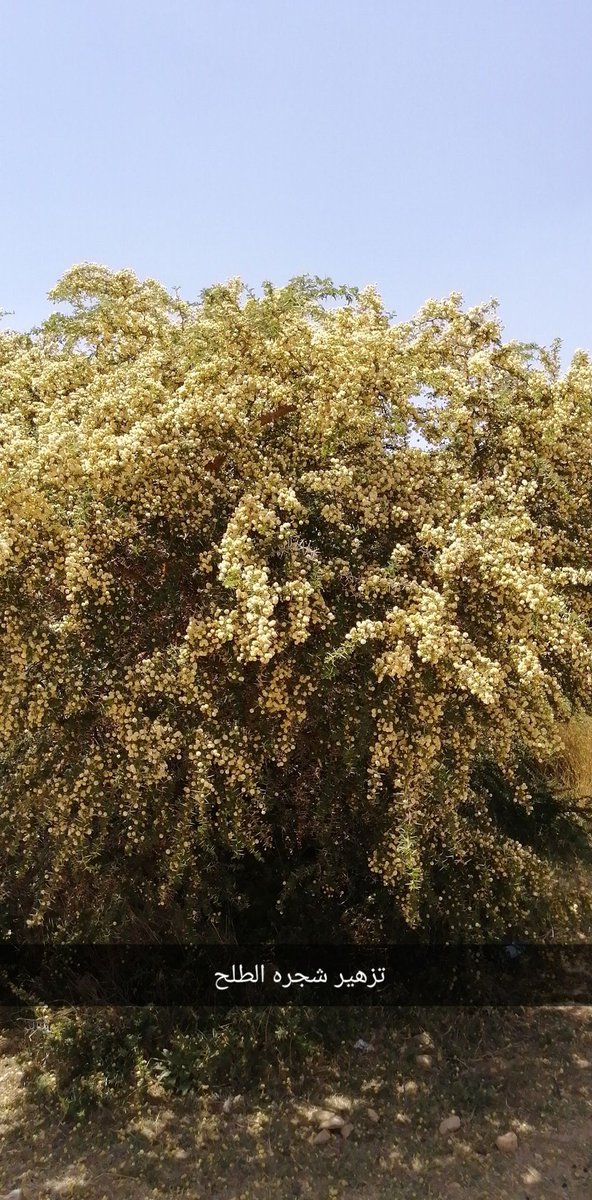 MohmmadSc's tweet photo. بدايه التزهير شجر الطلح  الله يطرح فيه البركه https://t.co/Yh9QDaZDiI