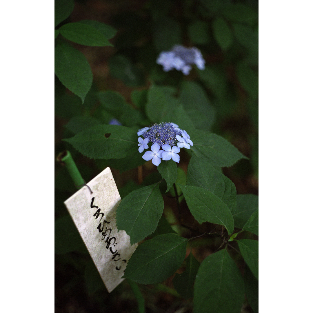 Hashtag Summicron50mm Su Twitter