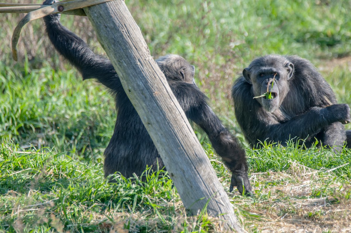 We can't see Bea's face, but we' re sure she's just as surprised as we are to see how Coco eats grass 🌱

mona-uk.org
#primatesanctuary