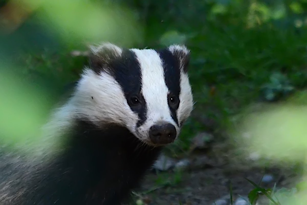 nuttytussock's tweet photo. Had the pleasure of the company of these beauties for a few hours last night at @CP_UK_Sherwood Lovely to see this years cubs in the flesh at last. The cubs were oblivious to our presence but the adults kept an eye on us! @NottsMammals @Nottswildlife @BadgerTrust @BBCSpringwatch https://t.co/N9SGNFjmaz
