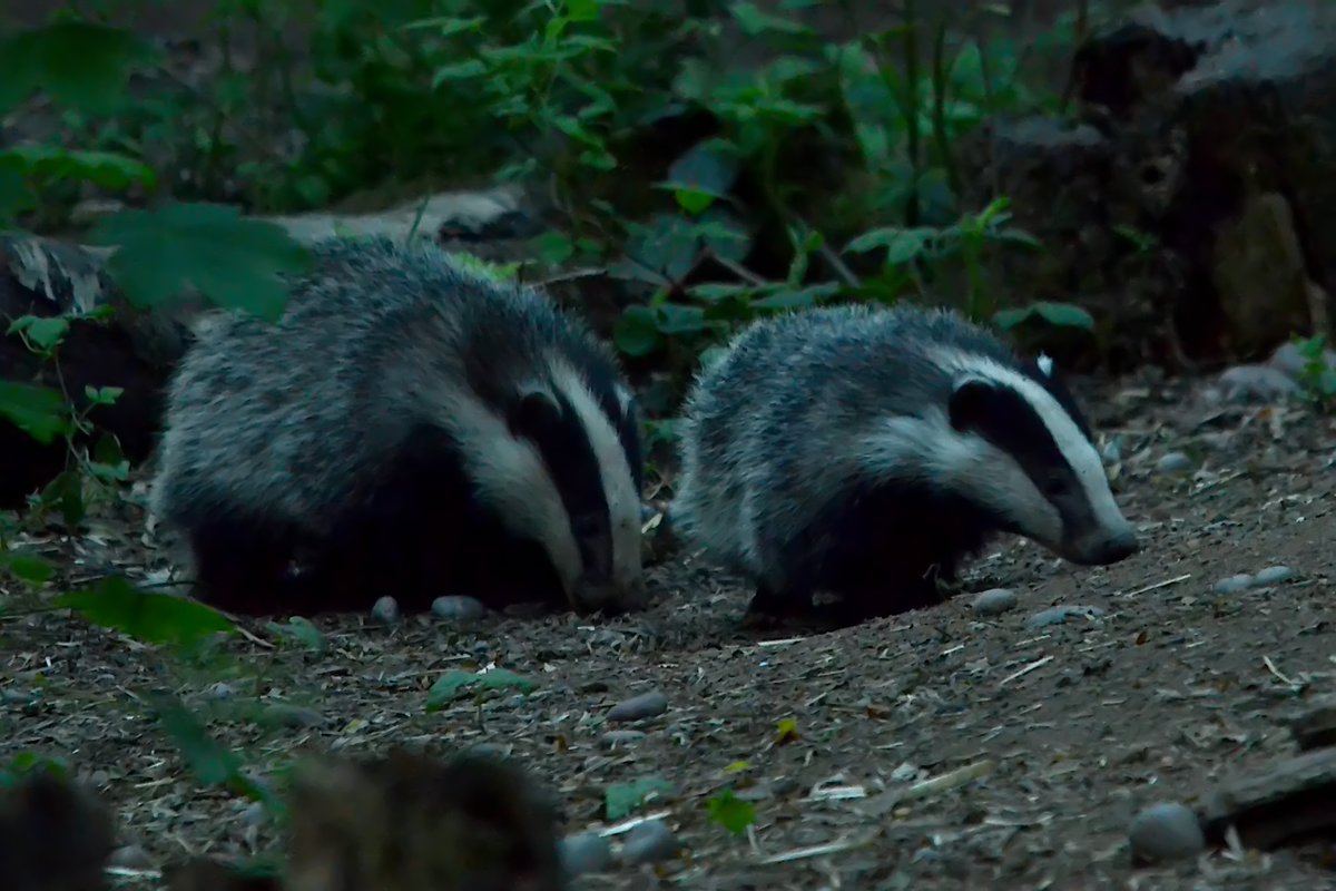nuttytussock's tweet photo. Had the pleasure of the company of these beauties for a few hours last night at @CP_UK_Sherwood Lovely to see this years cubs in the flesh at last. The cubs were oblivious to our presence but the adults kept an eye on us! @NottsMammals @Nottswildlife @BadgerTrust @BBCSpringwatch https://t.co/N9SGNFjmaz