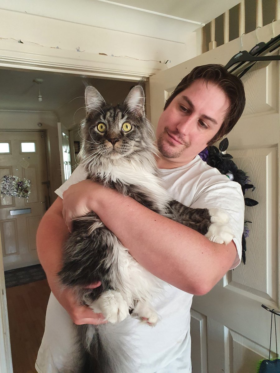 HudsonHicksCat's tweet photo. Today vs this day last year #mainecoon #CatsOfTwitter #CatsOnTwitter https://t.co/P18eOKDiNB