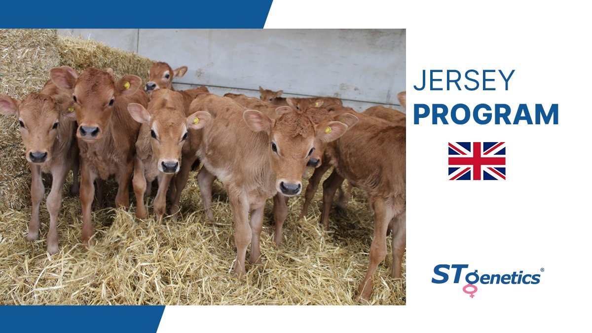 STgenetics Jersey Program: a history of providing some of the best Jersey genetics to the market, meeting many breeder's needs! 📸 Sired by #STgenetics Jersey Program, including BUBBA in Cornwall, UK! All of our Jersey sires are available in #4M™ and some in #4MHighPurity™.