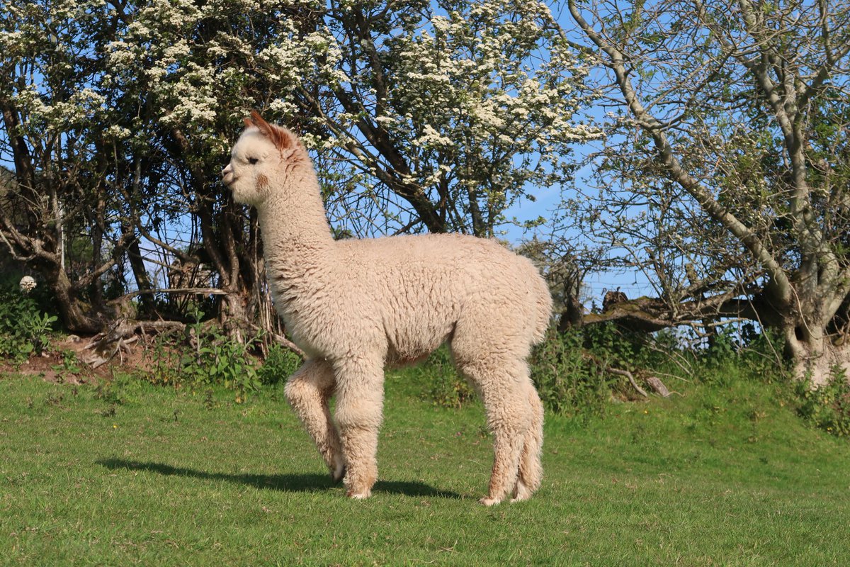 AndesAlpacas's tweet photo. Mr Poser...... π #alpacasocks #alpacacushions #alpacayarn #Northdevon #Exmoor #Southwest #crafts #artisan #needlefelting #feltedsoaps #cutepets https://t.co/x9vBw2dTwq