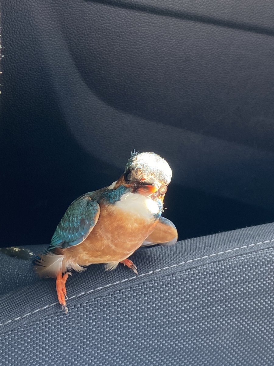TroyDill's tweet photo. Just picked up this beauty on the roadside flapping wildly. Wing is injured.  Any advice what to do with him? Who to contact? No answer from any numbers I’ve tried  #Kingfisher #WildBirdsIreland #IrishBirds #WexfordWildFowlReserve #wexford #bird #injuredbird https://t.co/bC8szXEU6q