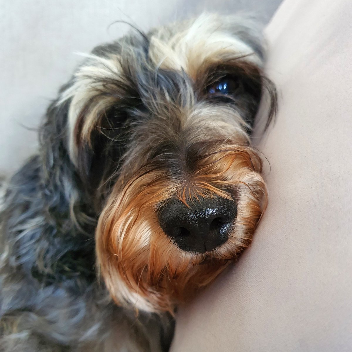 1TS's tweet image. #dashundlove #daschund #lazy #princess #love