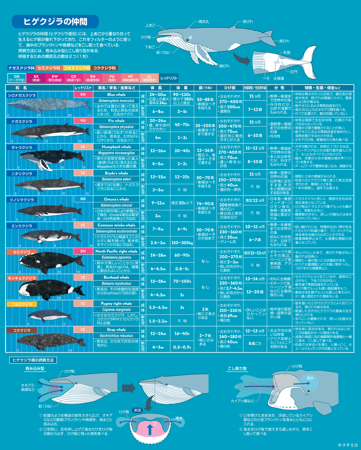 キクチミロ クジラとイルカの絵をたくさん描いたので 自分なりに特徴や生態などを調べてまとめてみました T Co 59s5y0hxet Twitter