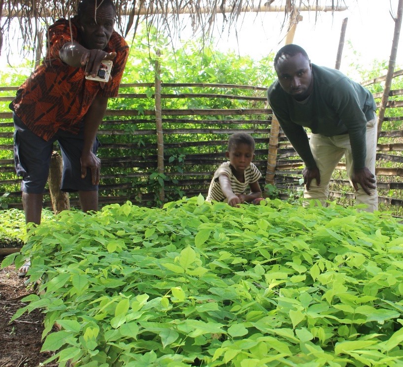 GhanaFrogs's tweet image. Pictured here, our Community Programmes Officer, Arthur Issac Frimpong, inspects one of our #communitytreenurseries with a volunteer and his daughter.