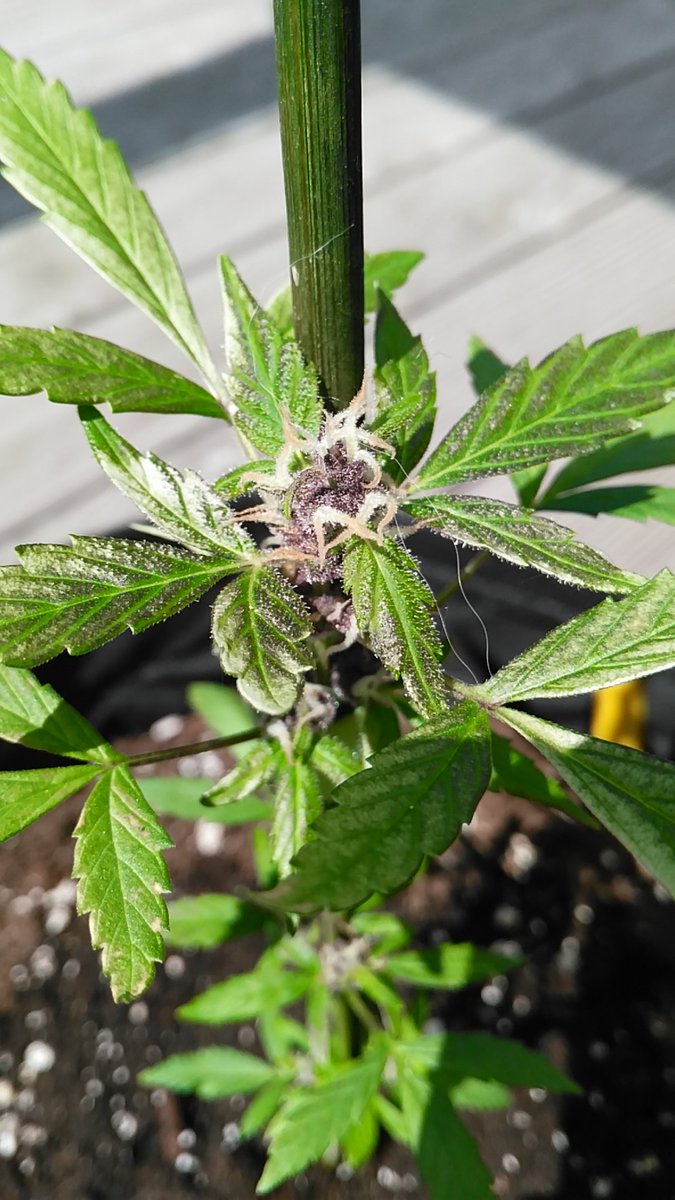 OneFallenAngelM's tweet photo. Still so little but already beautiful 😍 #SuperStrain Turing autoflower ✌🏻😇💚🌿💨🎈 https://t.co/bnpcDZ0xTW